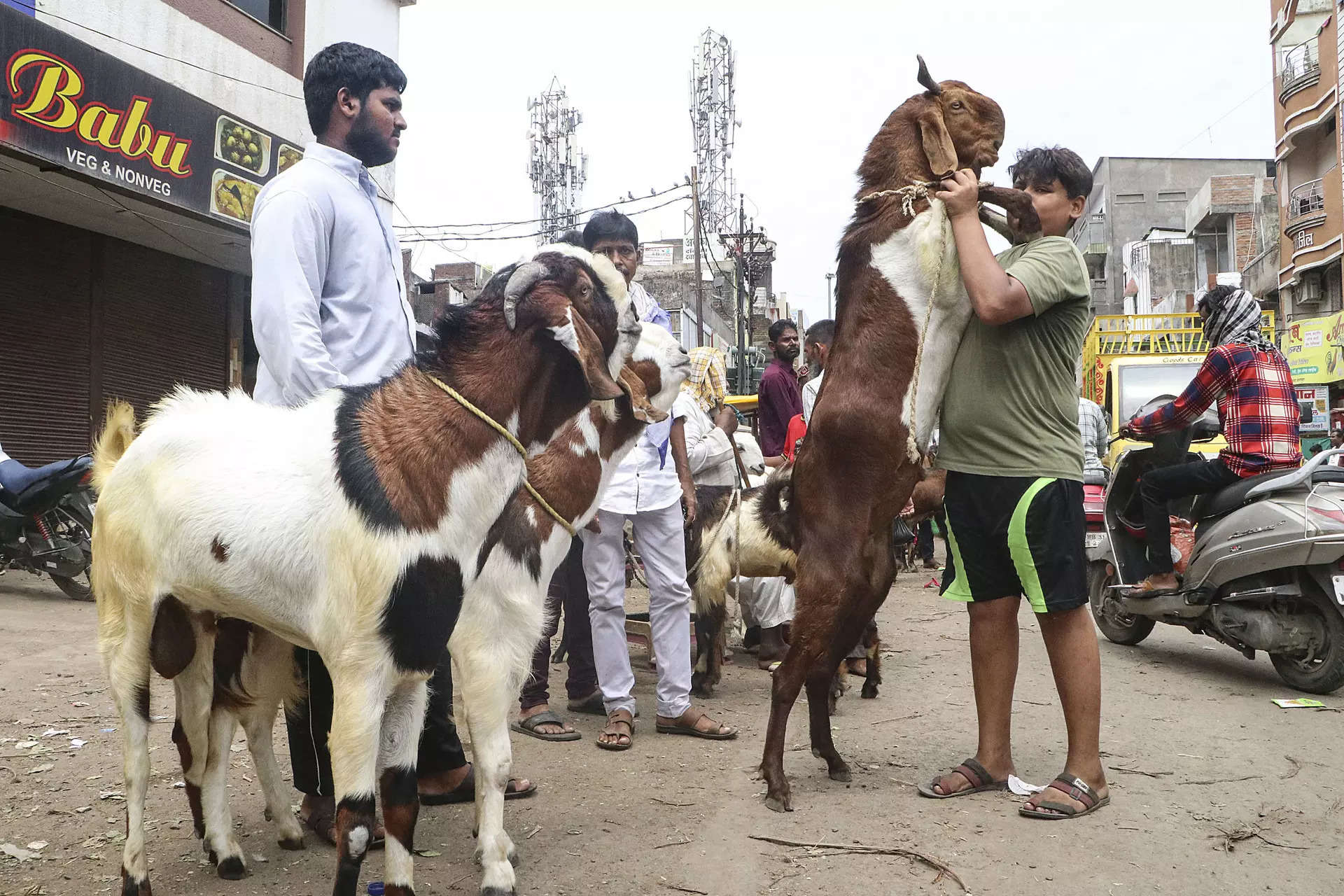 Eid-al-Adha: Sacrificial goats sold for lakhs in Madhya Pradesh's Bhopal 