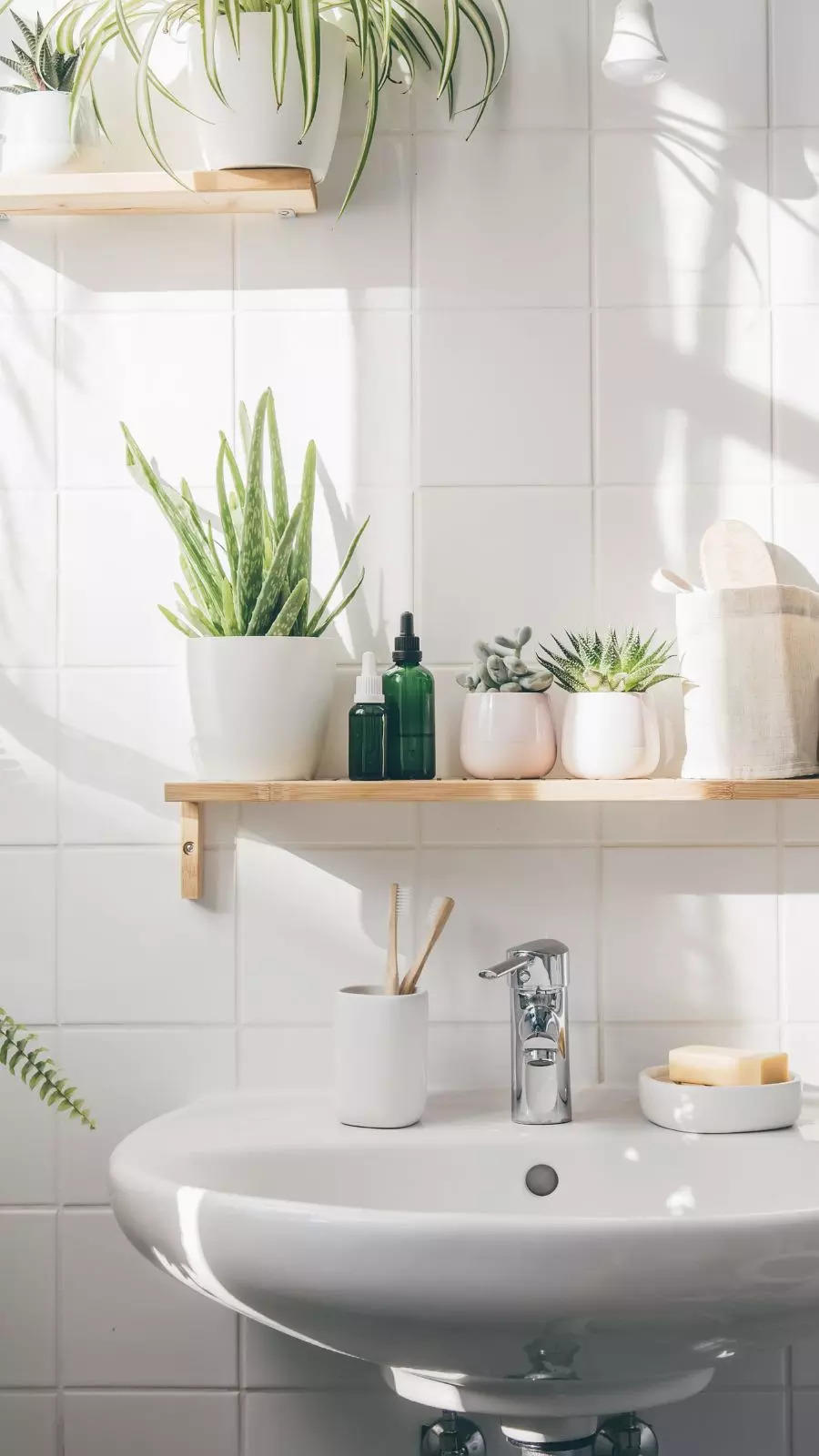 9 houseplants that absorb moisture in bathrooms for a fresh bathing experience 
