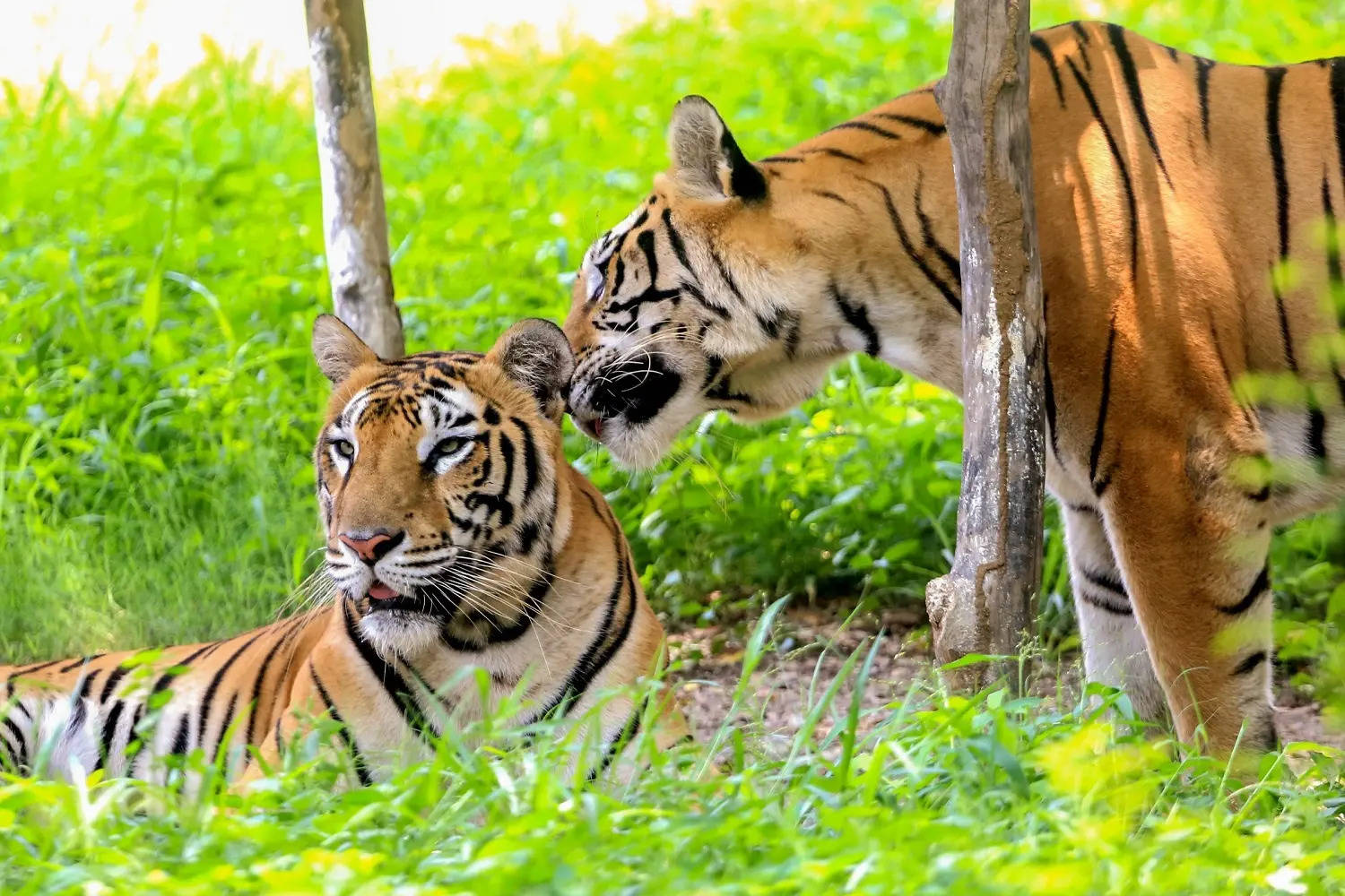 Big cat population rises from 10 in 2009 to 88 in 2024 in Sathyamangalam Tiger Reserve: Official 