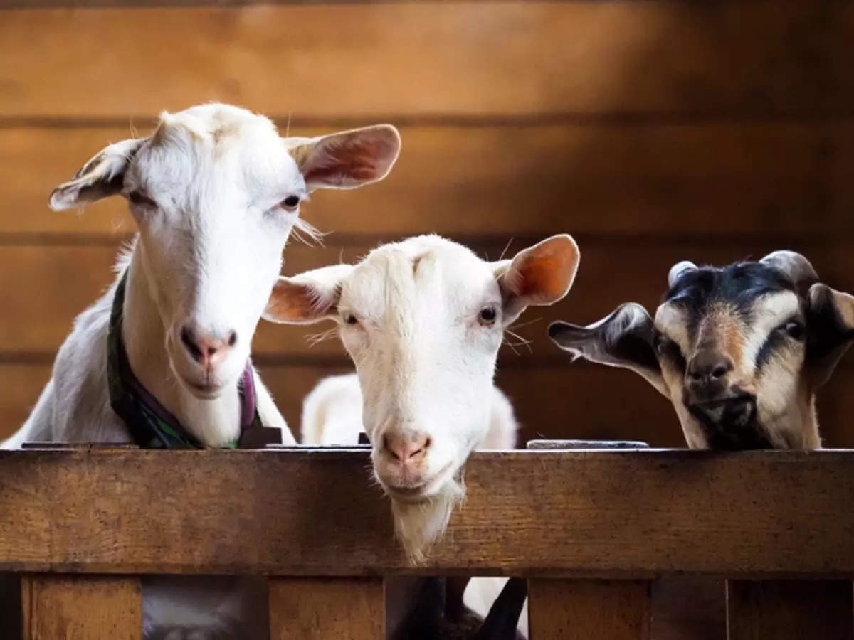 Jains in Delhi dress as Muslims, buy over 100 goats to 'save' them from Bakrid sacrifice 
