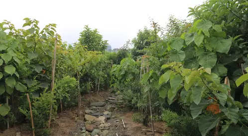 NHAI to undertake Miyawaki plantations along national highways to restore green cover 