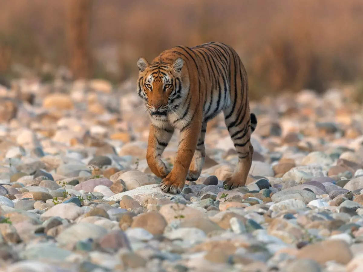 Ranthambore to Corbett: A journey through the tiger hotspots of India 