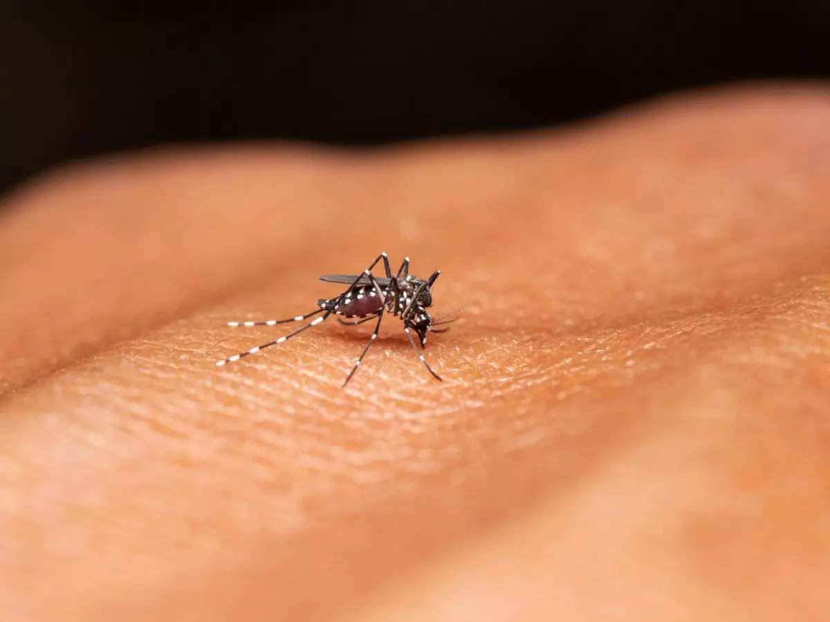 Dengue virus fever in USA: Over 9.7 million cases reported. Check symptoms, treatment 