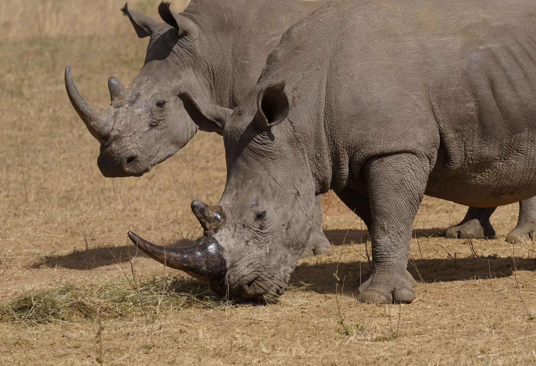 Horns of rhinos implanted with radioactive chips as new measure, but against what? 