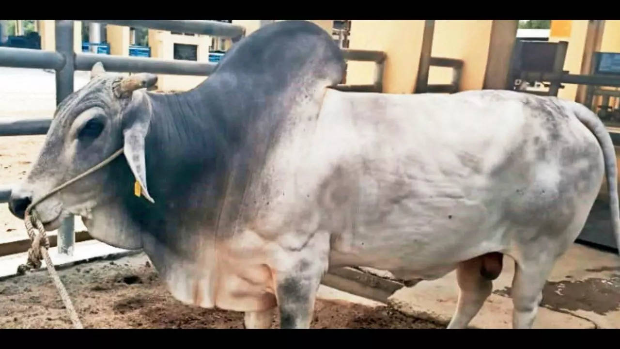 Elite bull at Hapur farm is a headturner with 50k doses of semen and counting 