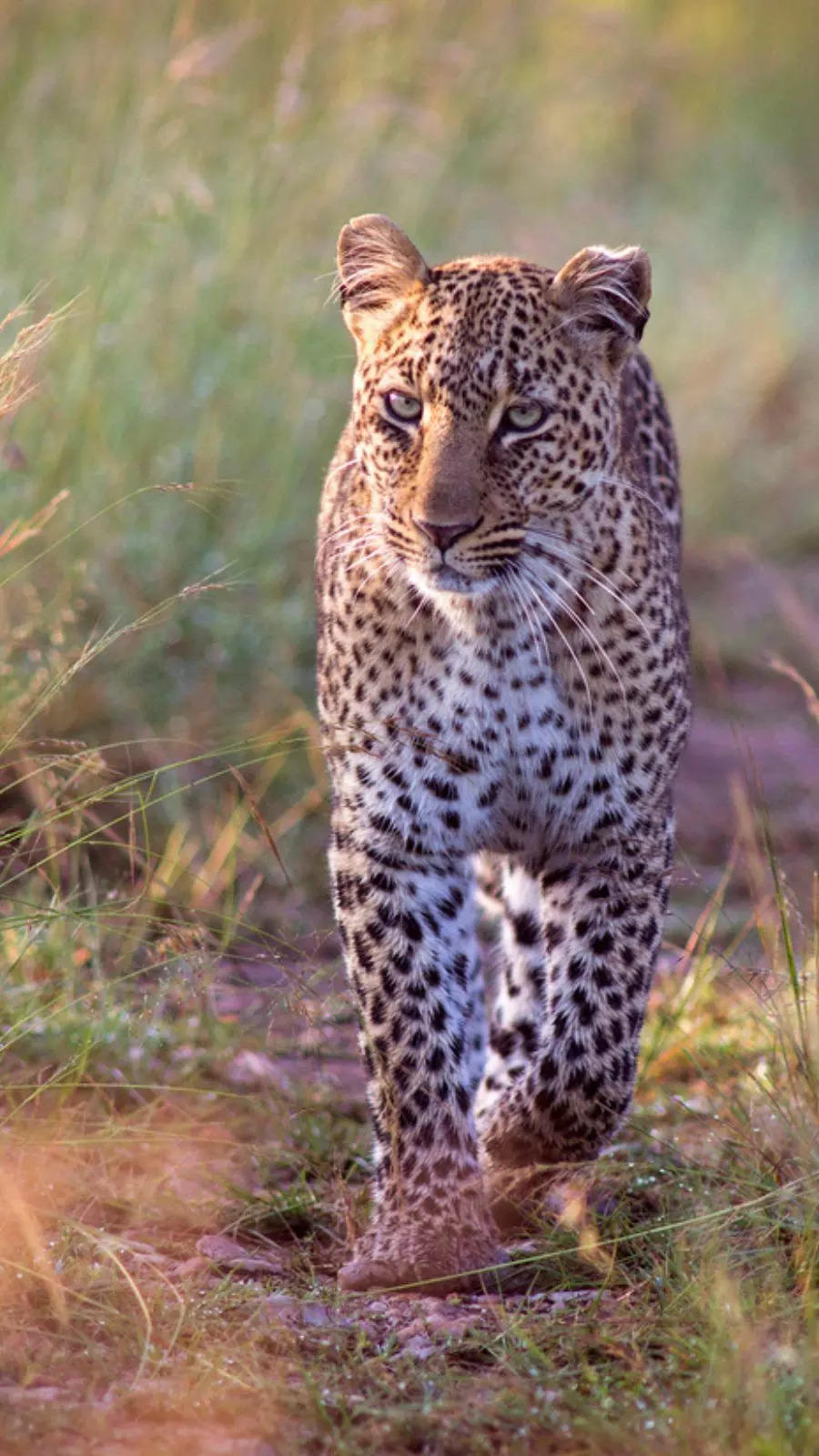 8 forests in India to spot leopards 