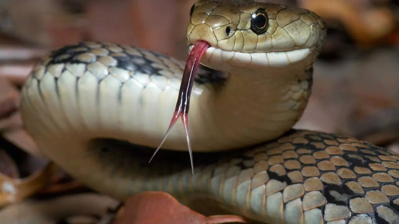 Snake bites sleeping laborer in Bihar; Man bites back snake three times. What happens next will shock you 