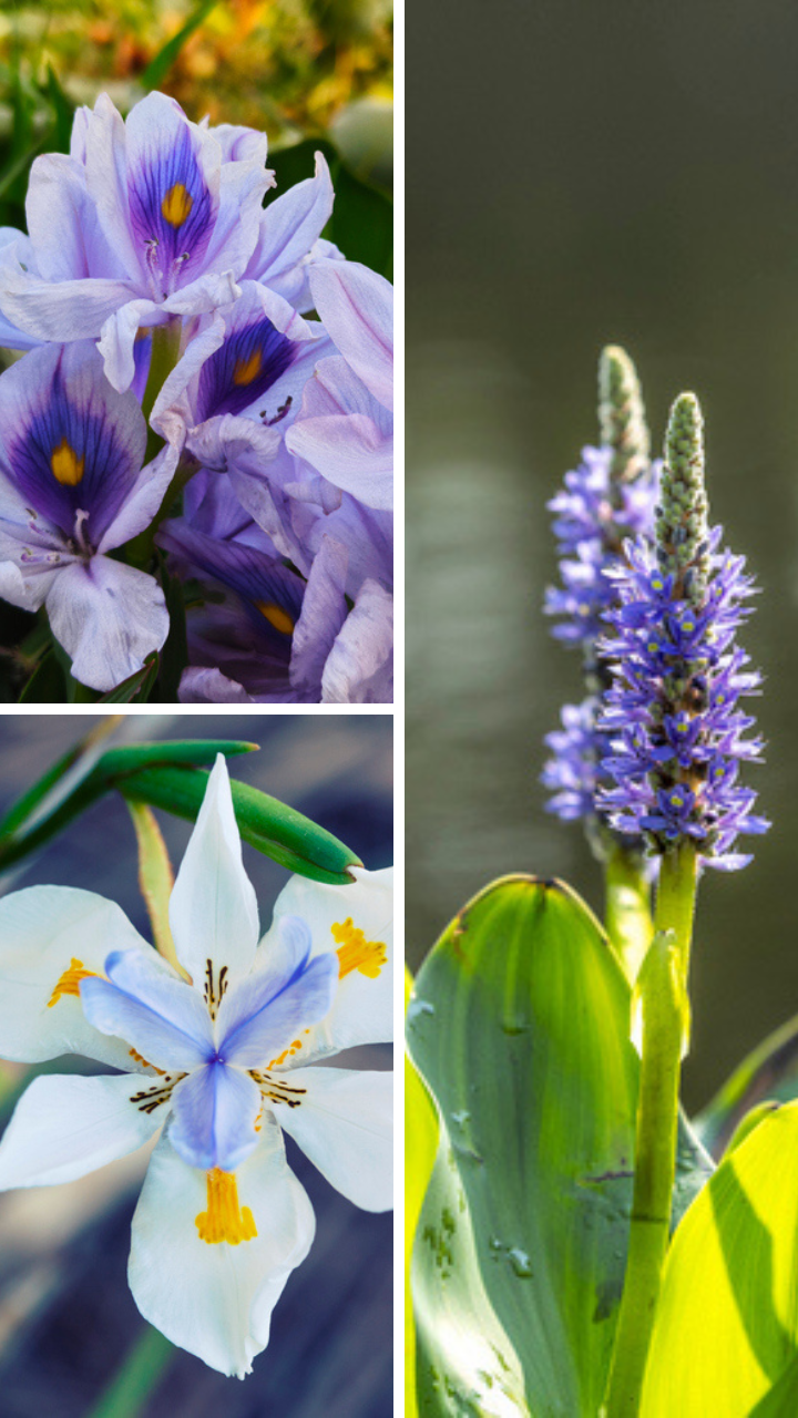 ​7 beautiful plants for garden pond​ 