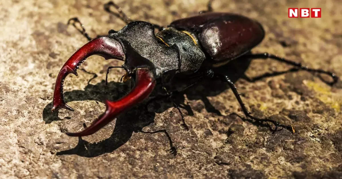How the stag beetle became the world’s most expensive insect and how much it costs 