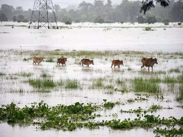 Assam Floods: 131 wild animals dead, 97 rescued in Kaziranga National Park 