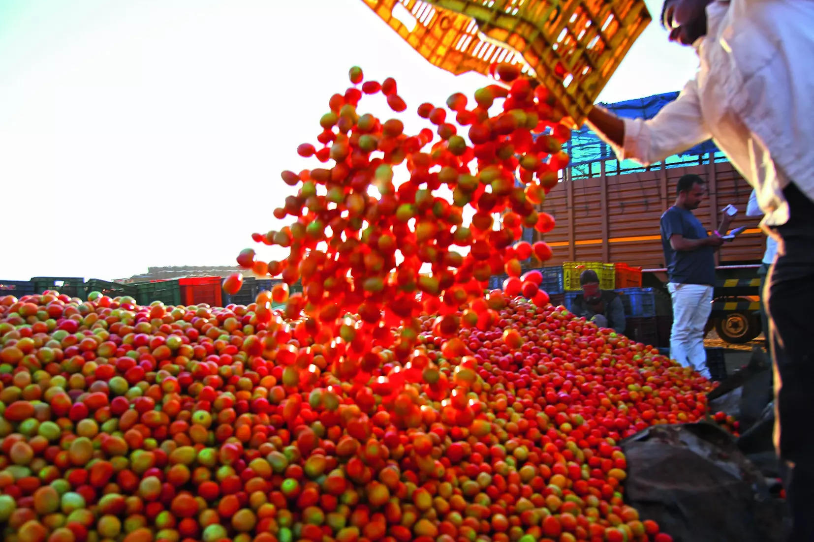 Costlier tomato a spot of bother for Das & Co once again, retails up to Rs 100/kg 