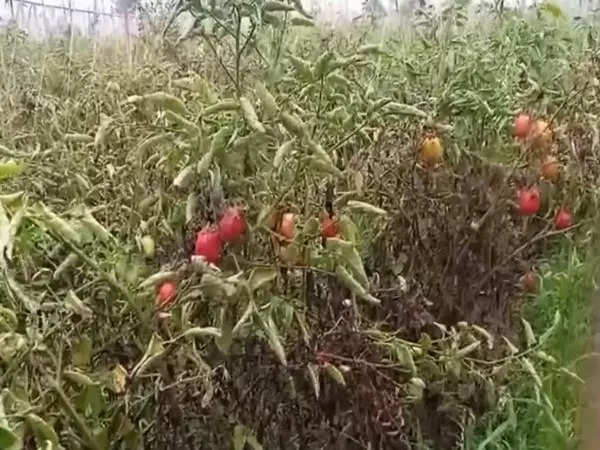 Tomato, potato, and vegetable prices set to rocket further due to heatwaves and rains 