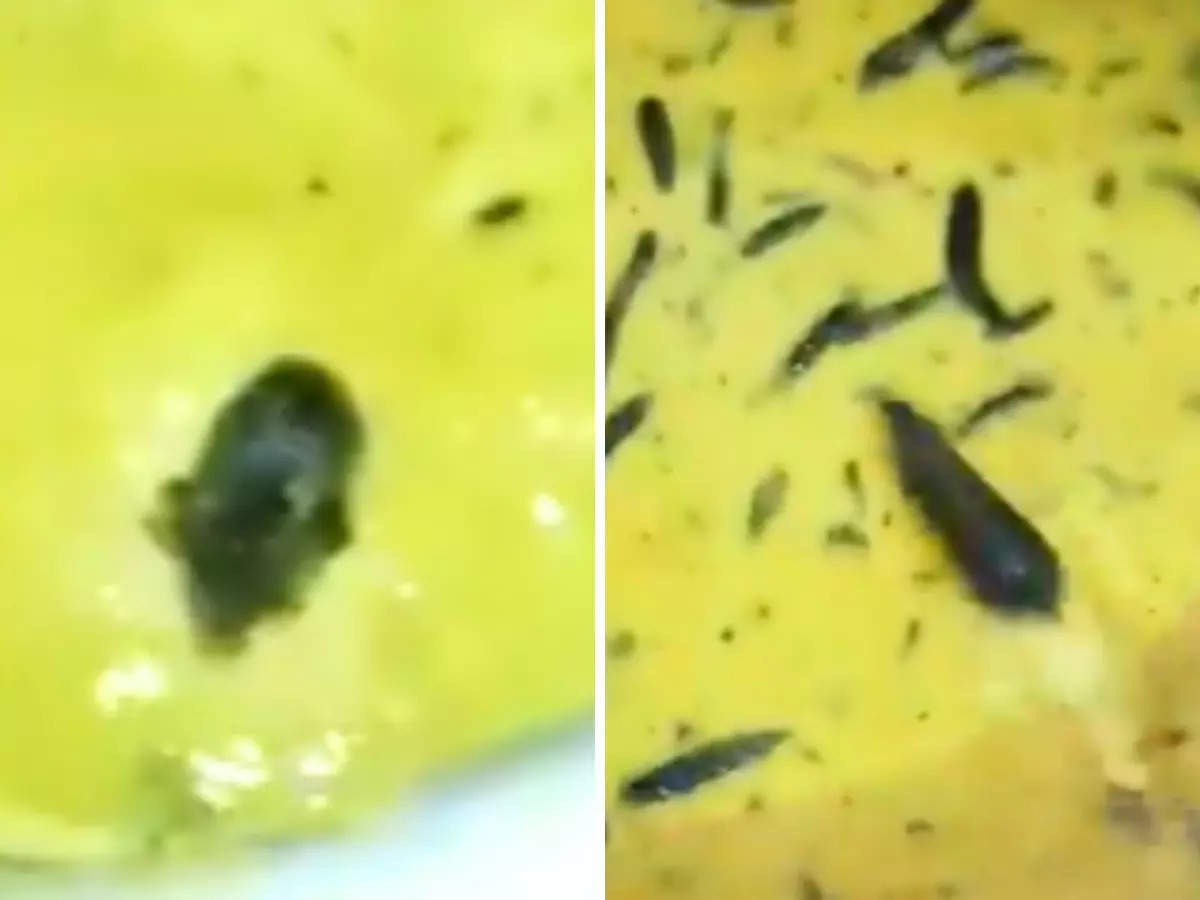 Hyderabad JNTU hostel horror: Rat found swimming in chutney. Video goes viral 