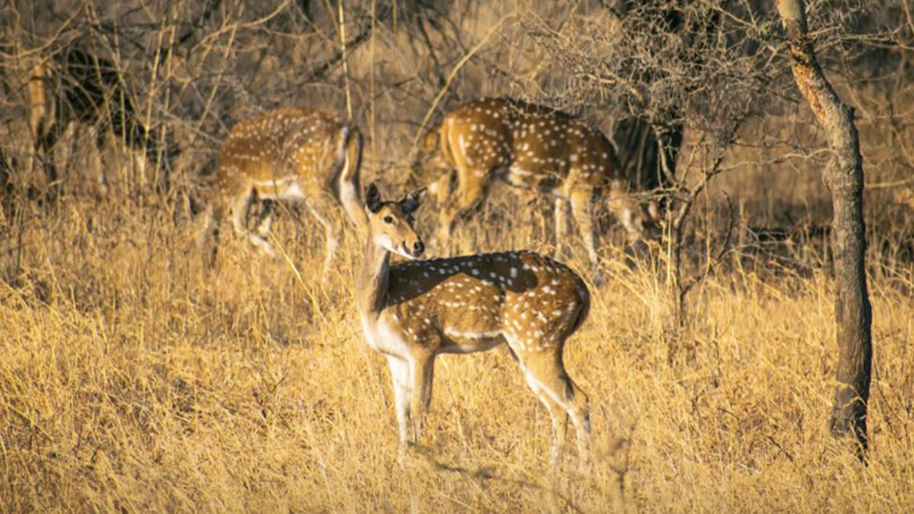 Forest department augmenting prey base with translocation so sanctuary can sustain lions 