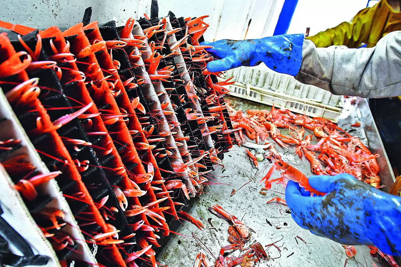 Seafood exporters in troubled waters as shipping freight rates see 5x surge 