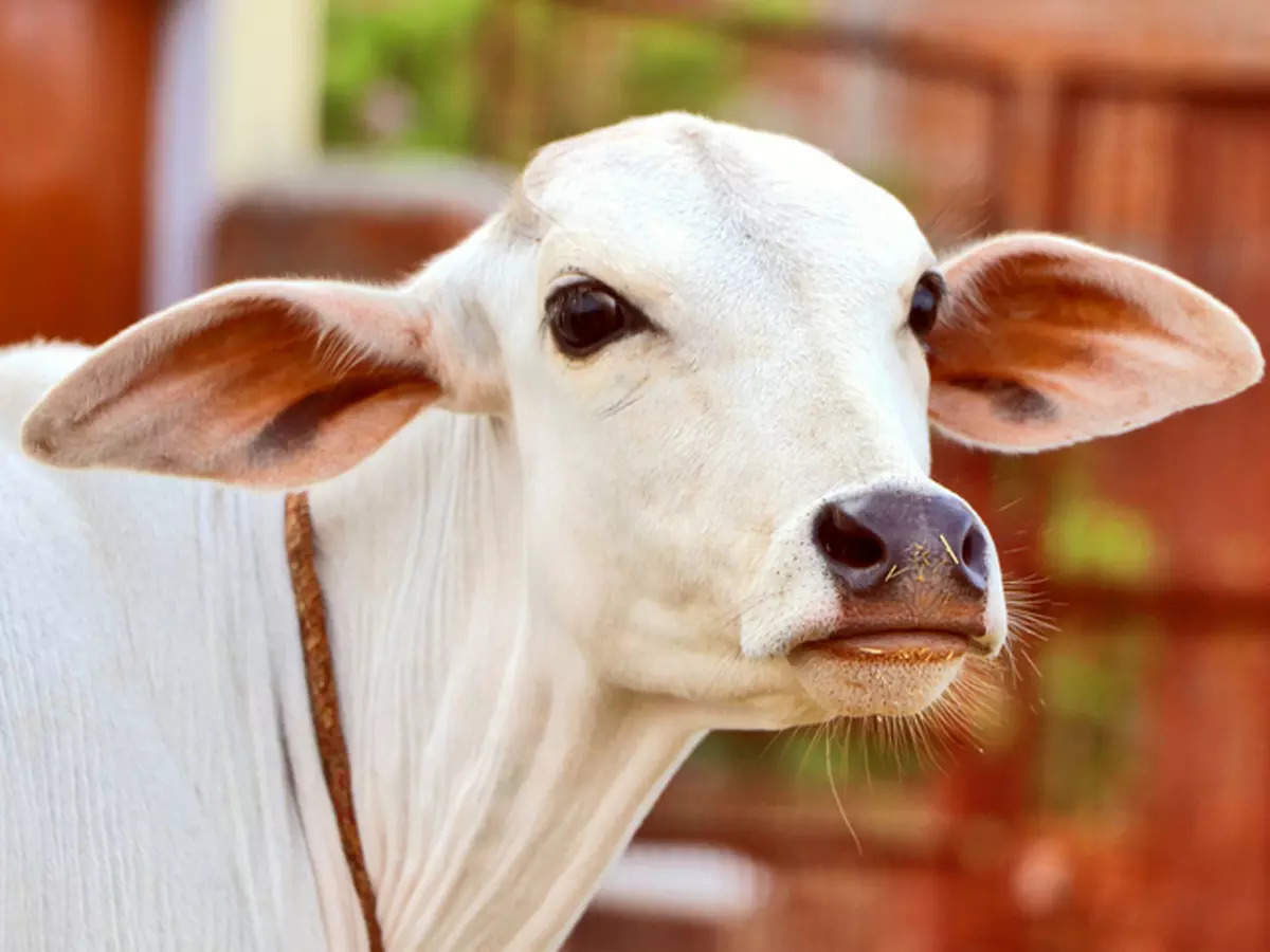 Haryana: Cow vigilante Bittu Bajrangi claims threat to life ahead of Nuh procession; juvenile held 