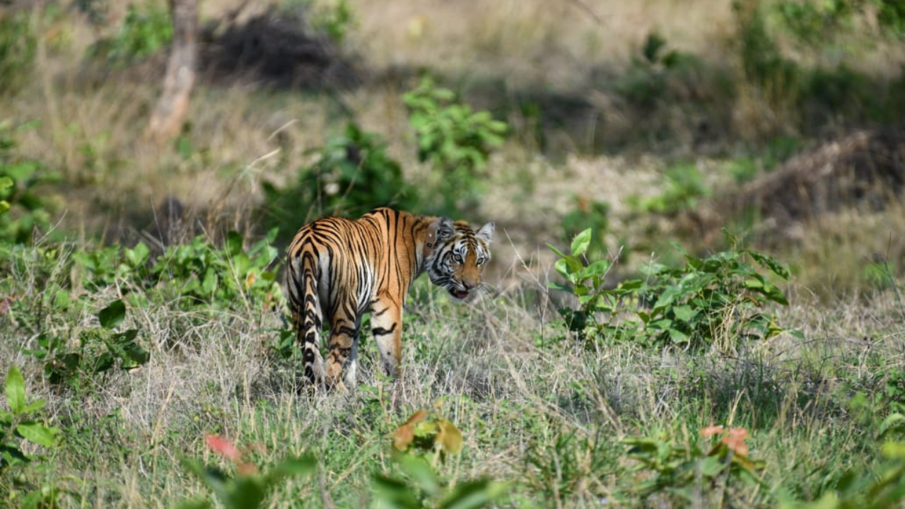 STR's rewilded tigress found dead on 21th day, territorial clash suspected 