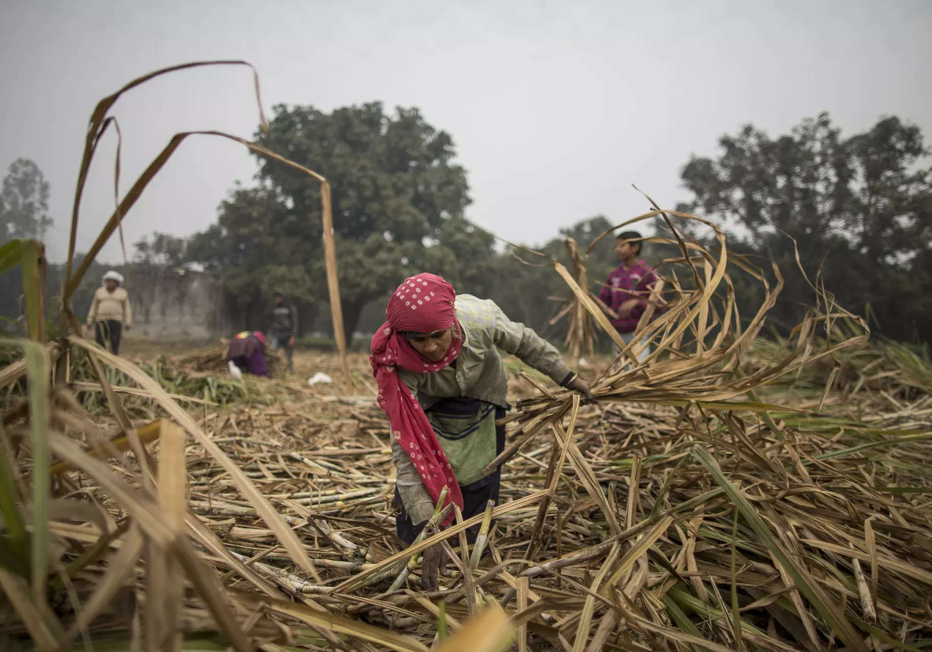 Budget needs to think about farmers to help India get to developed economy goal 