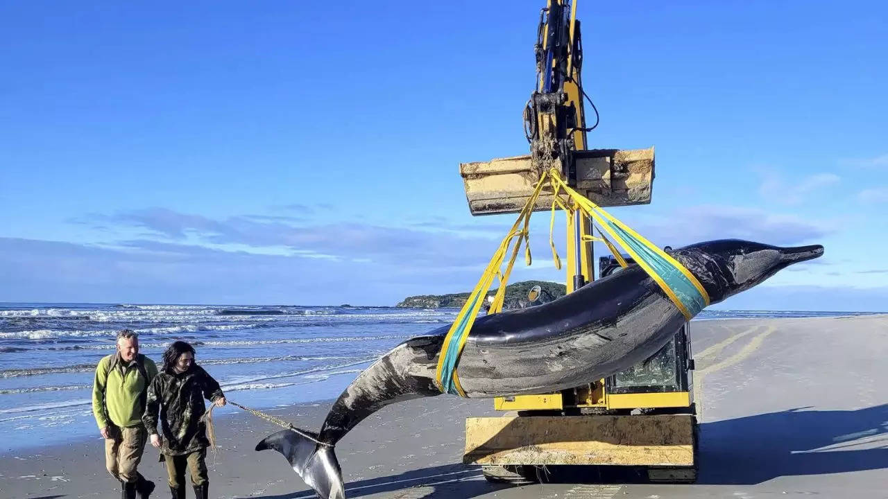 Possibly world’s rarest whale washes ashore in New Zealand, Offering unprecedented research opportunity 