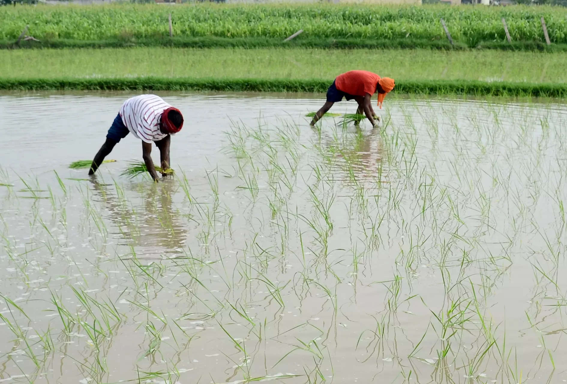 Govt aims to cover 25pc of kharif paddy area with climate-resilient seeds 