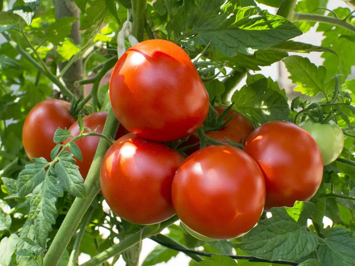 As tomato prices soar over Rs 80/kg, ICAR's hybrids offer hope for market stability 