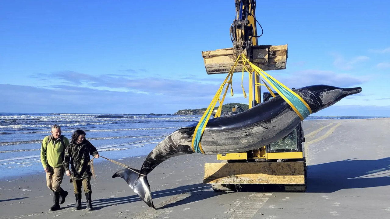 World's rarest whale washes up on New Zealand beach 