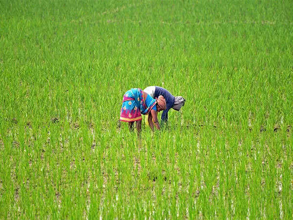Indian farmers rush to plant summer crops as monsoon revives 