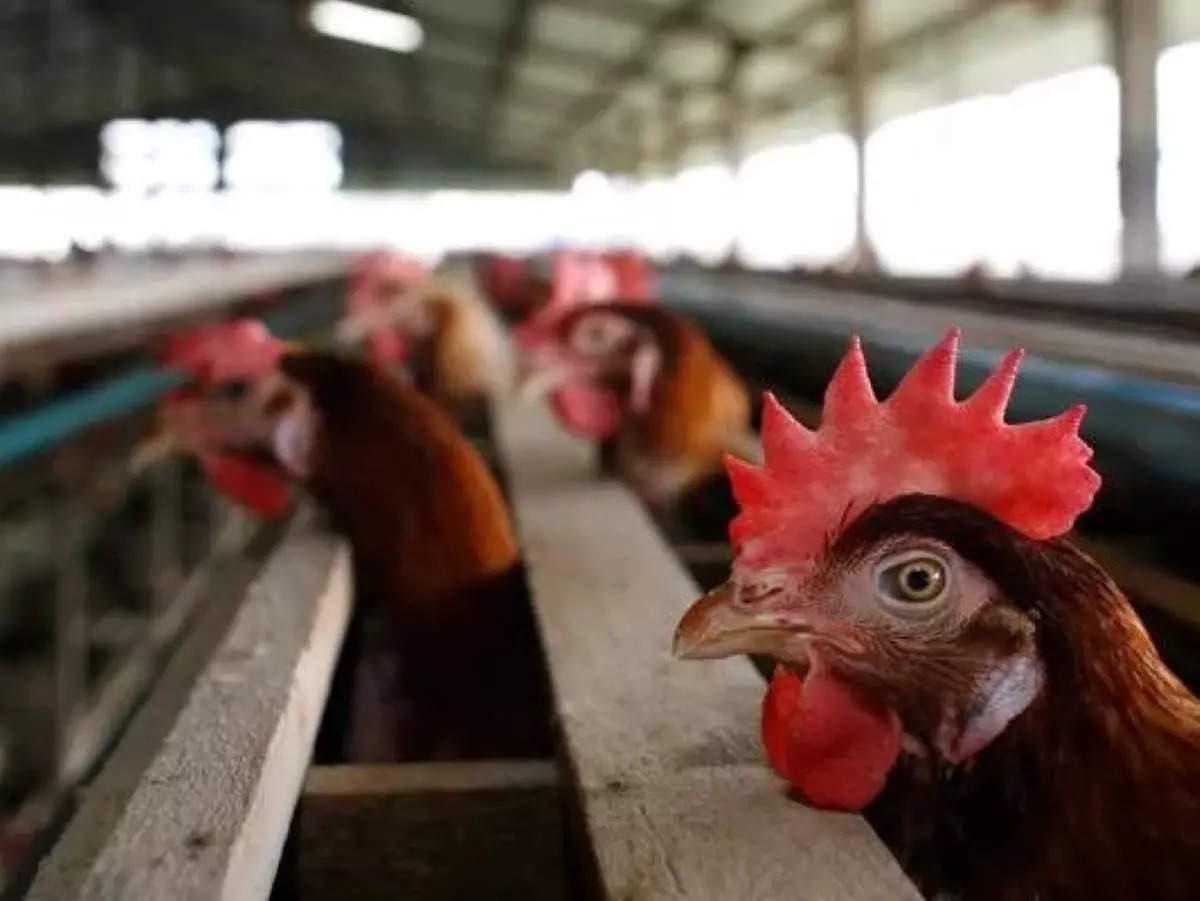 Government holds high-level meet on avian flu threat, experts call for enhanced surveillance 