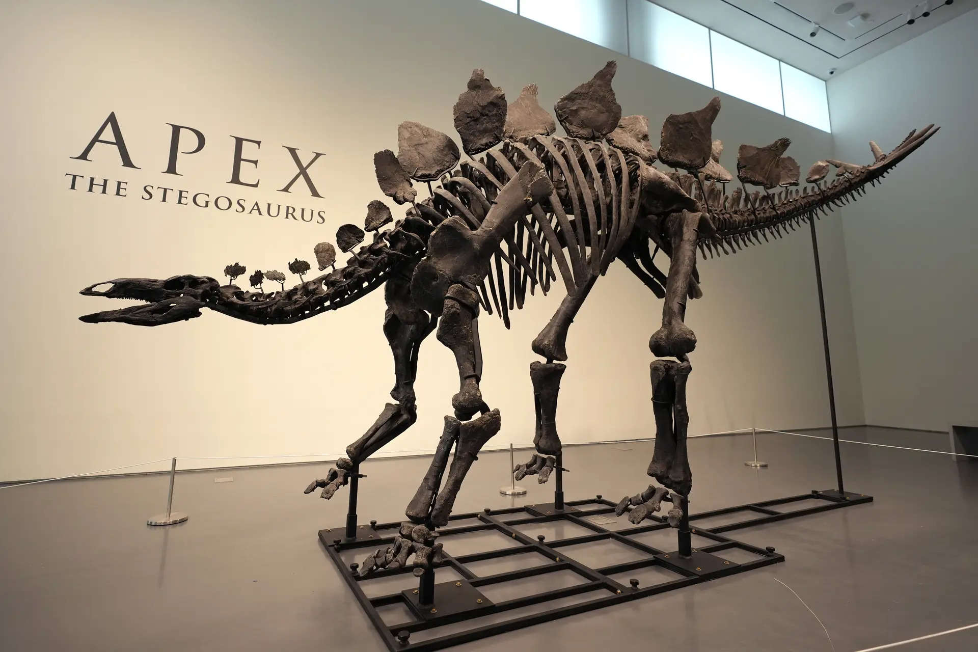 Stegosaurus skeleton 'Apex' sells for record $44.6 million. Why is it so expensive? 