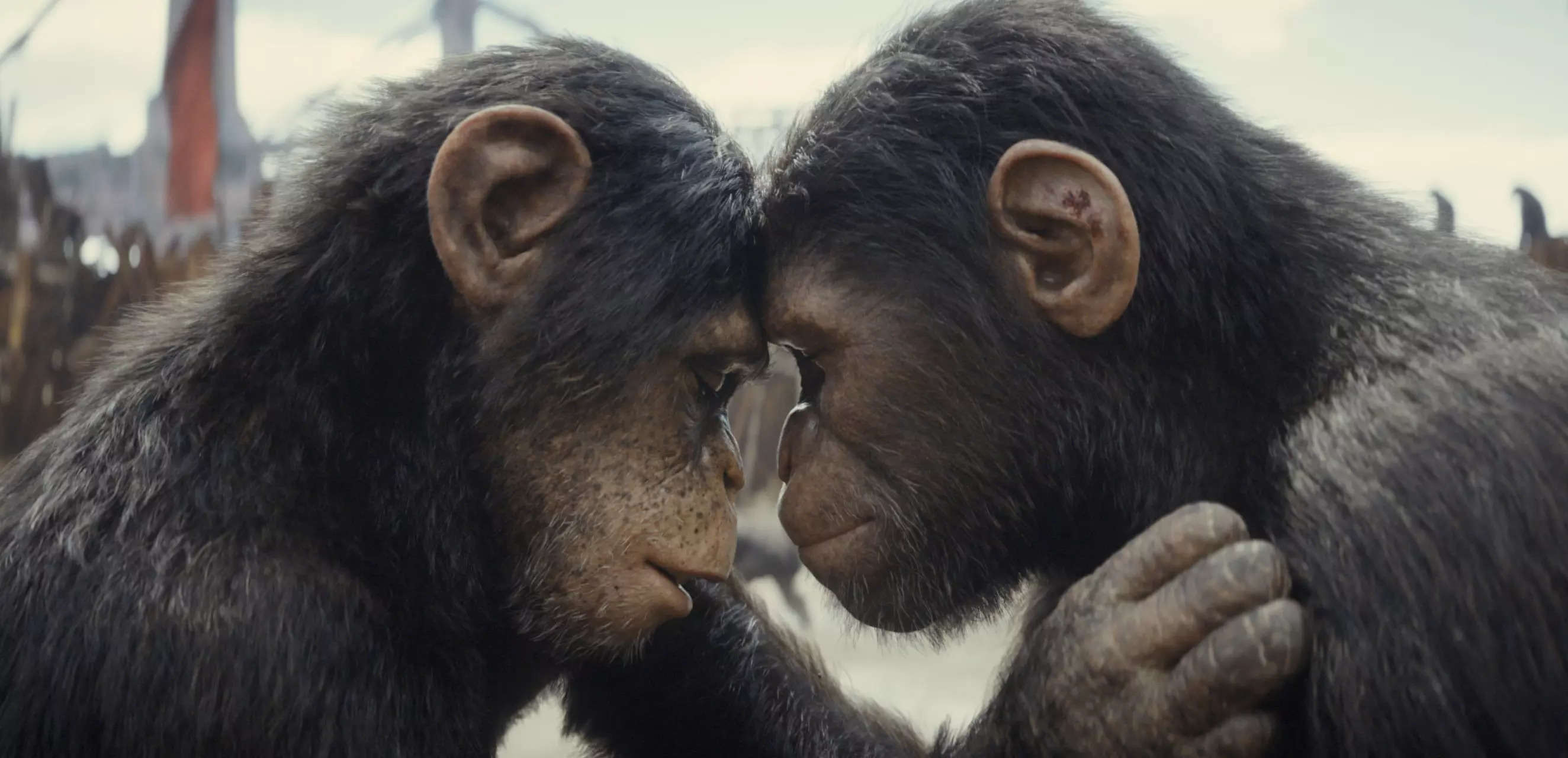 Kingdom of the Planet of the Apes: When to stream the movie on Hulu in the US 