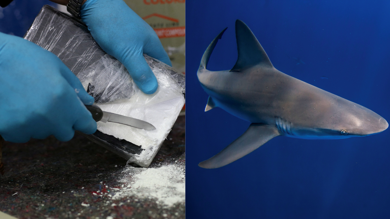 Cocaine sharks: Brazilian study shows marine predators 'high' on drug 