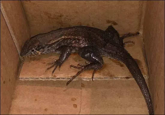 Amazon customer discovers live lizard in air fryer package 