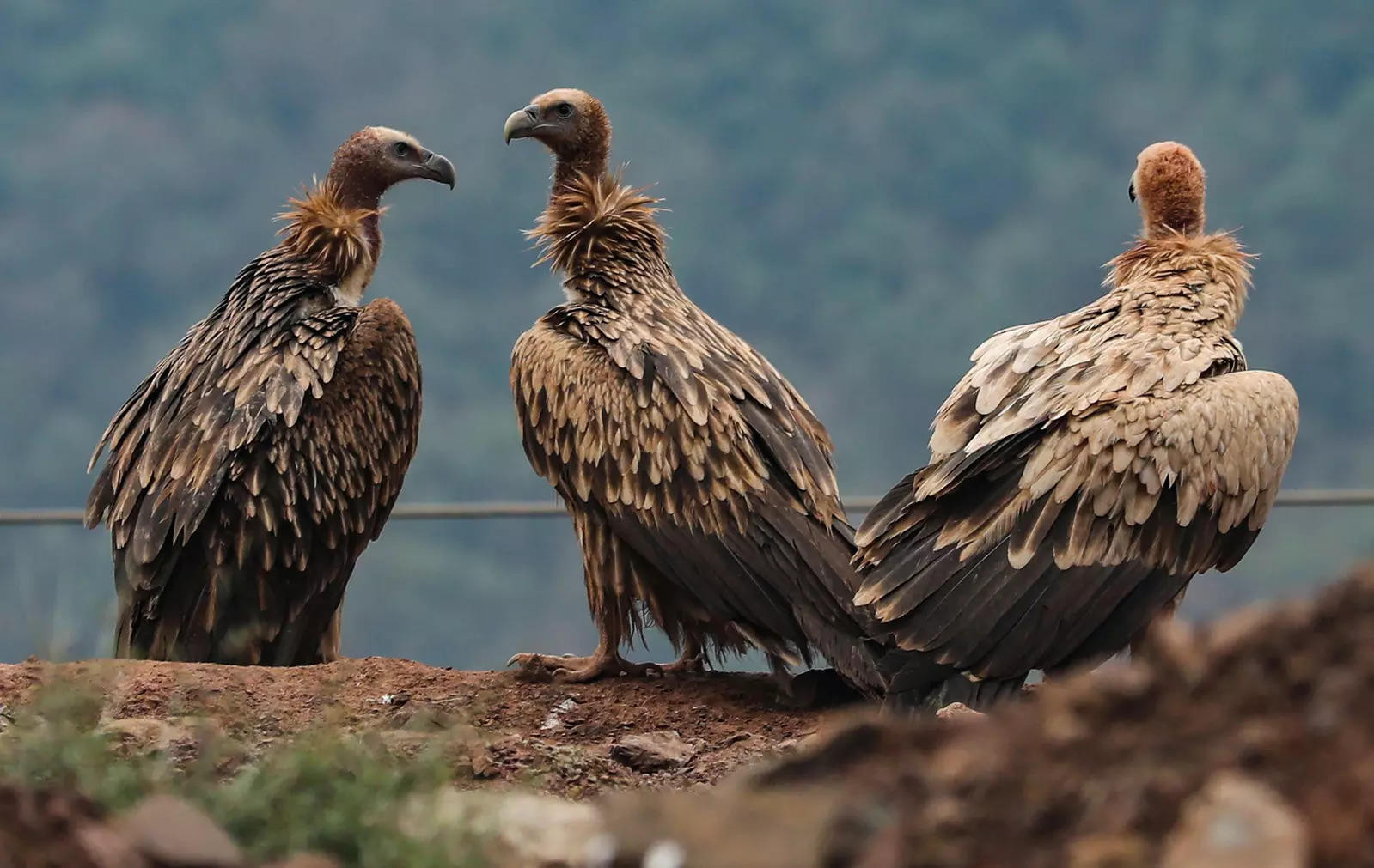 Decline in Vulture population leading to health crisis in India, costing nearly $70 billion, 5 lakh deaths, study finds 