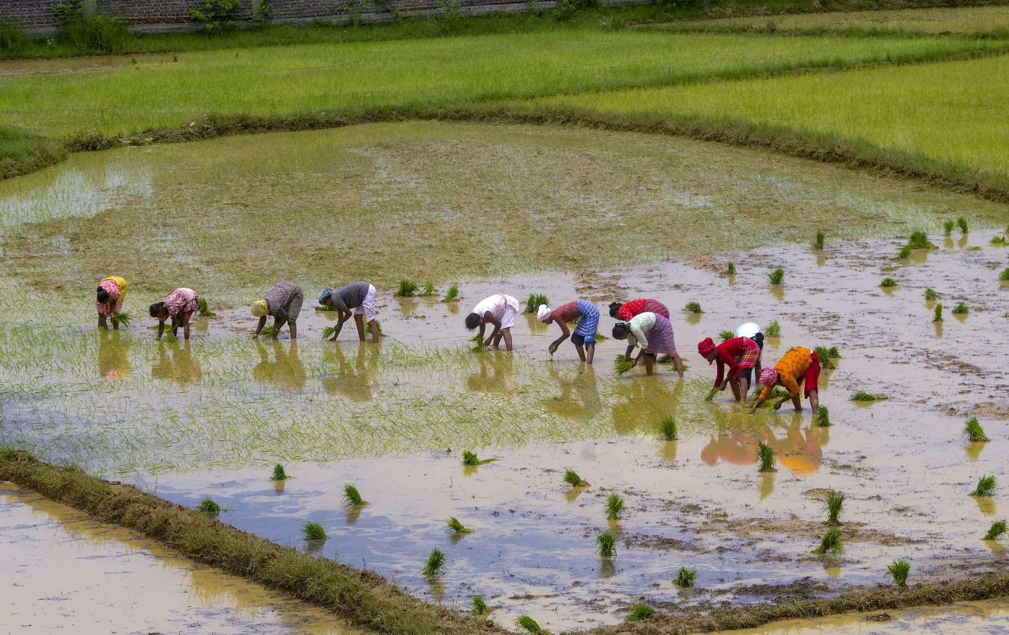 West Bengal agriculture minister outlines impact on climate change on rice production 