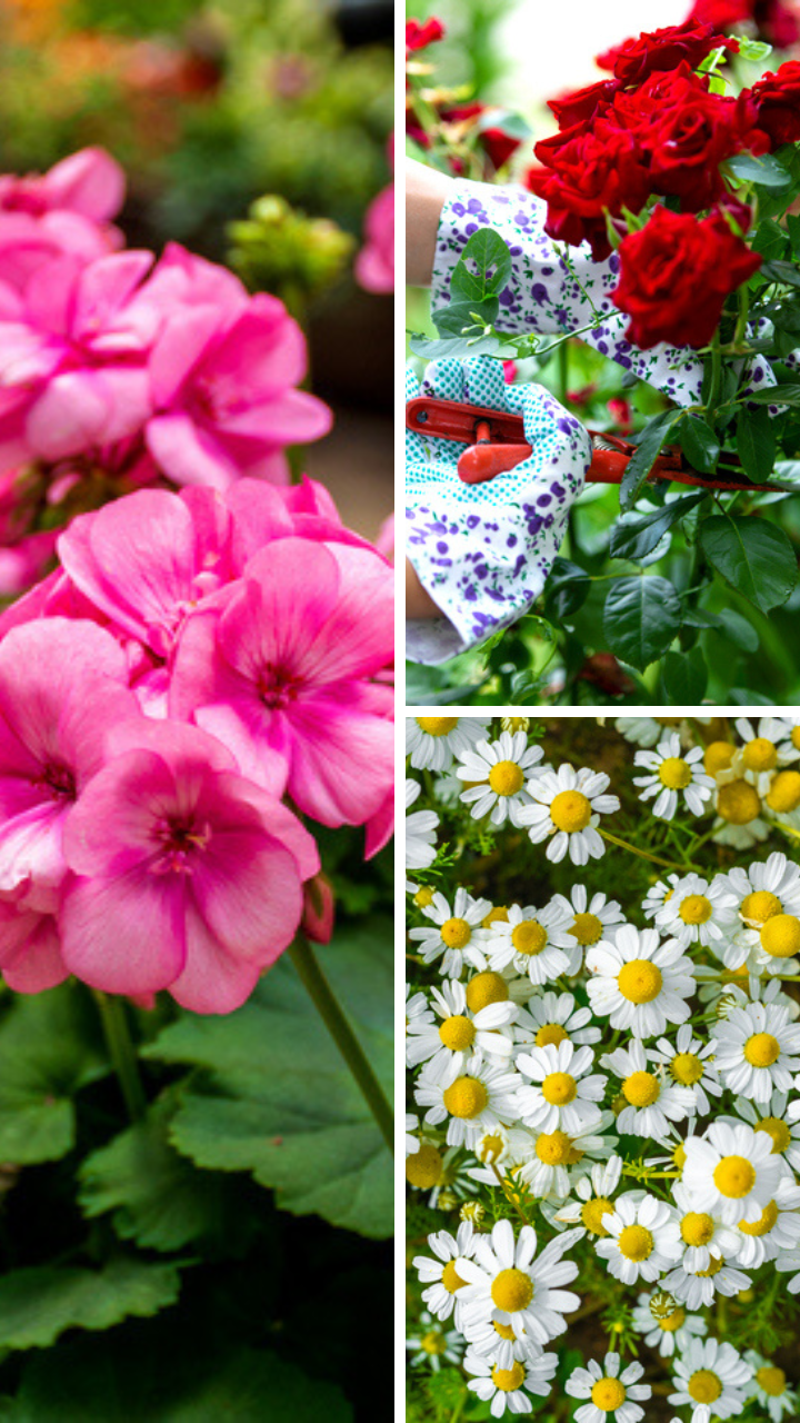 7 flowering plants to brighten your garden 