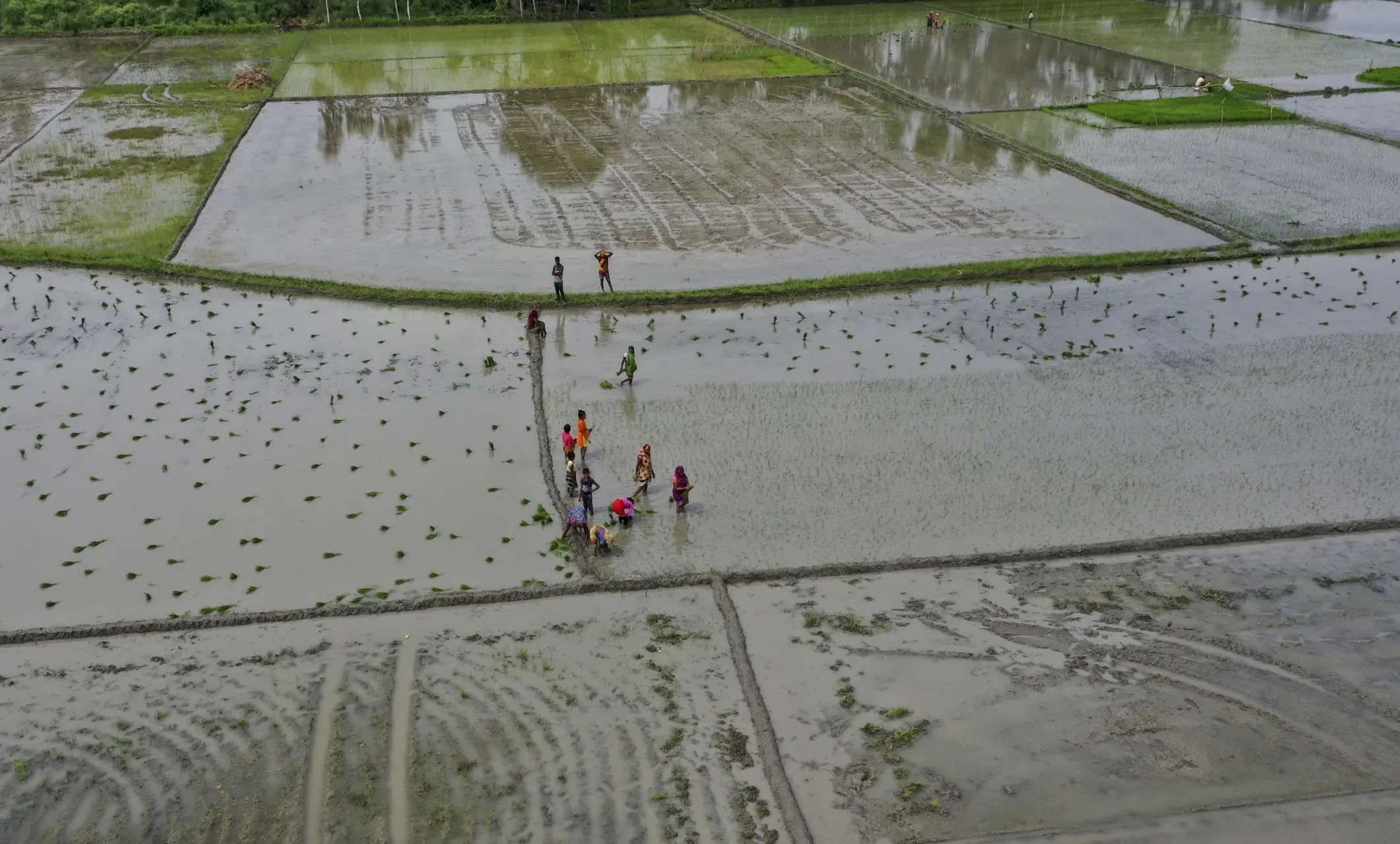 Agriculture a key focus area of development strategy in India: Niti member Ramesh Chand 