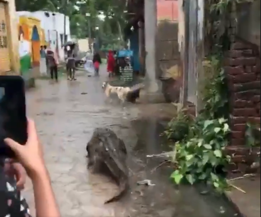 Crocodile takes a morning stroll in Bijnor: Watch viral video 