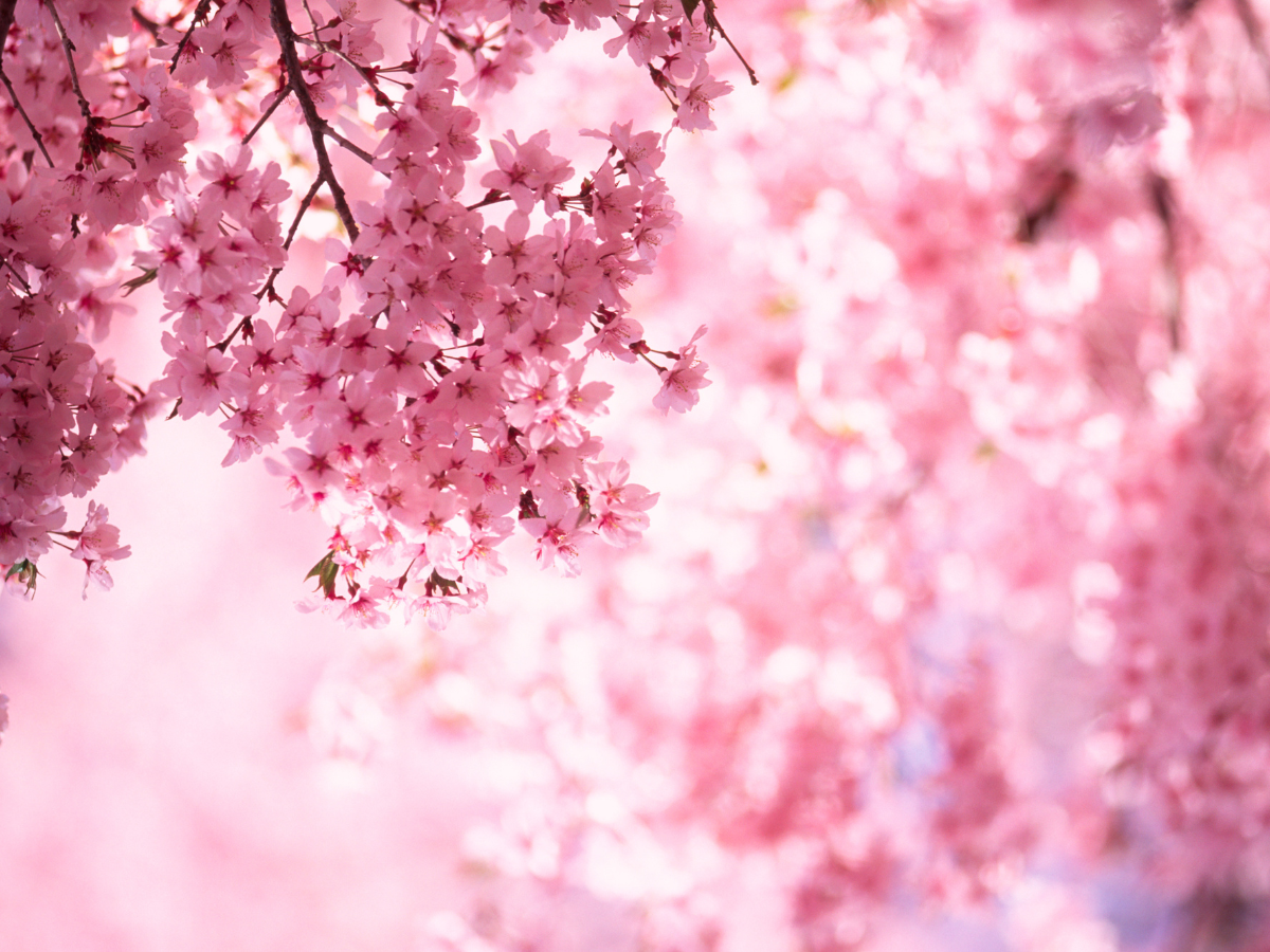 15 stunning cherry blossom destinations to visit from India: When, where, and how to go:Image