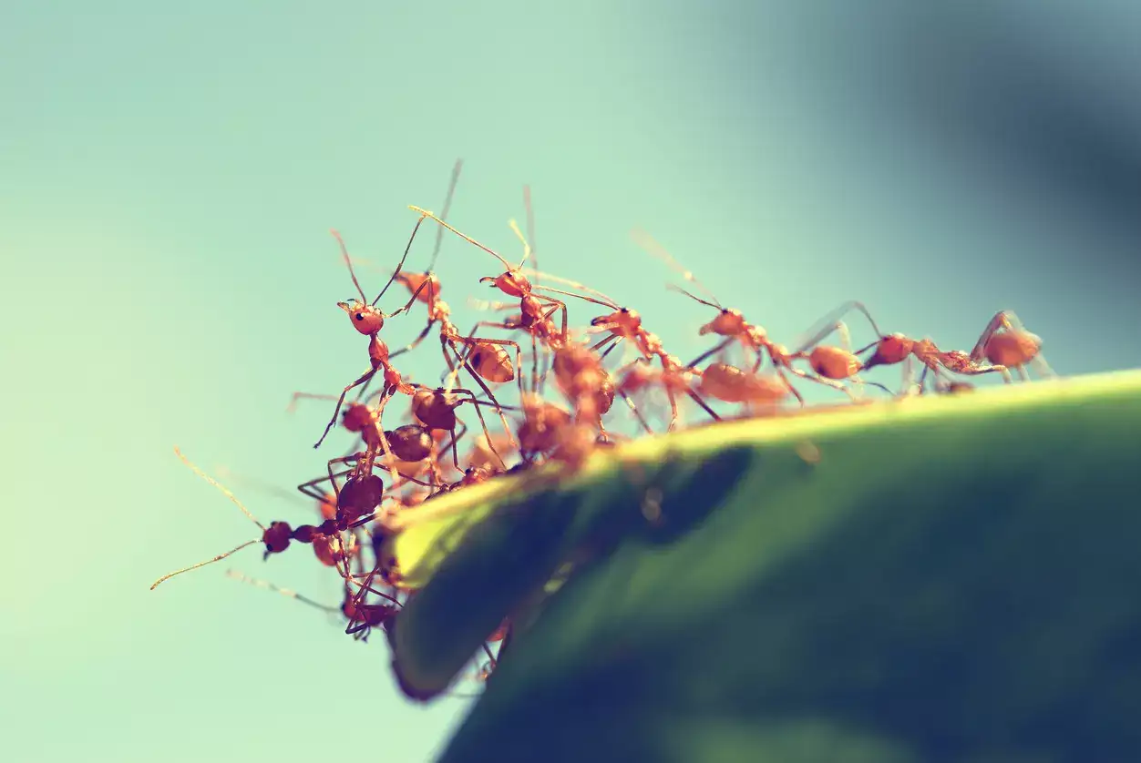 Fire Ant invasion sends 23 to hospital in Australia. Why their bite is so  dangerous? - The Economic Times