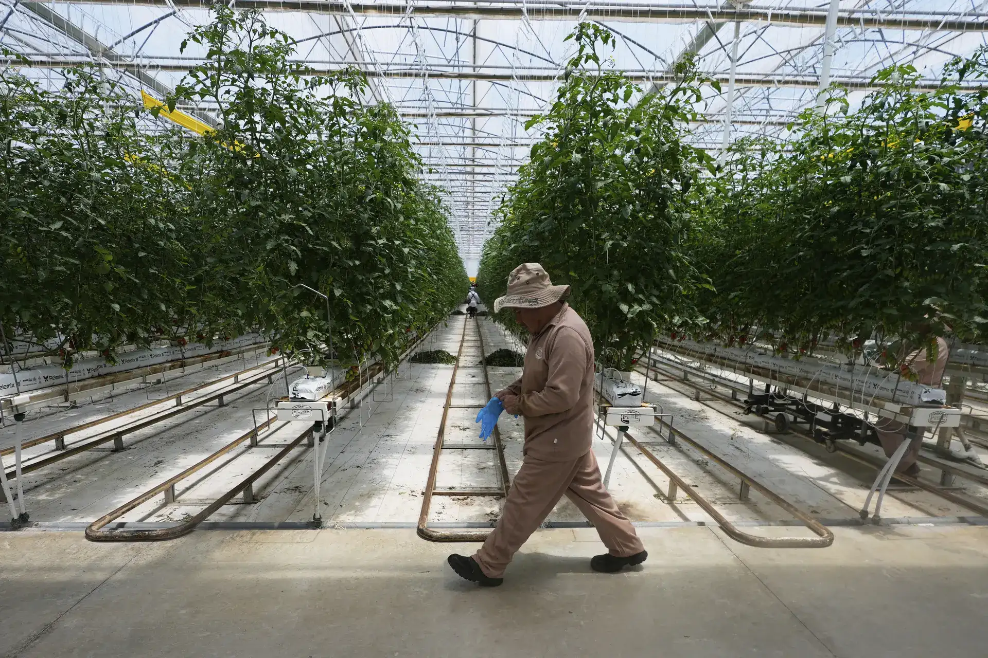 Here's how a major Mexican tomato exporter is affected by Trump’s 17