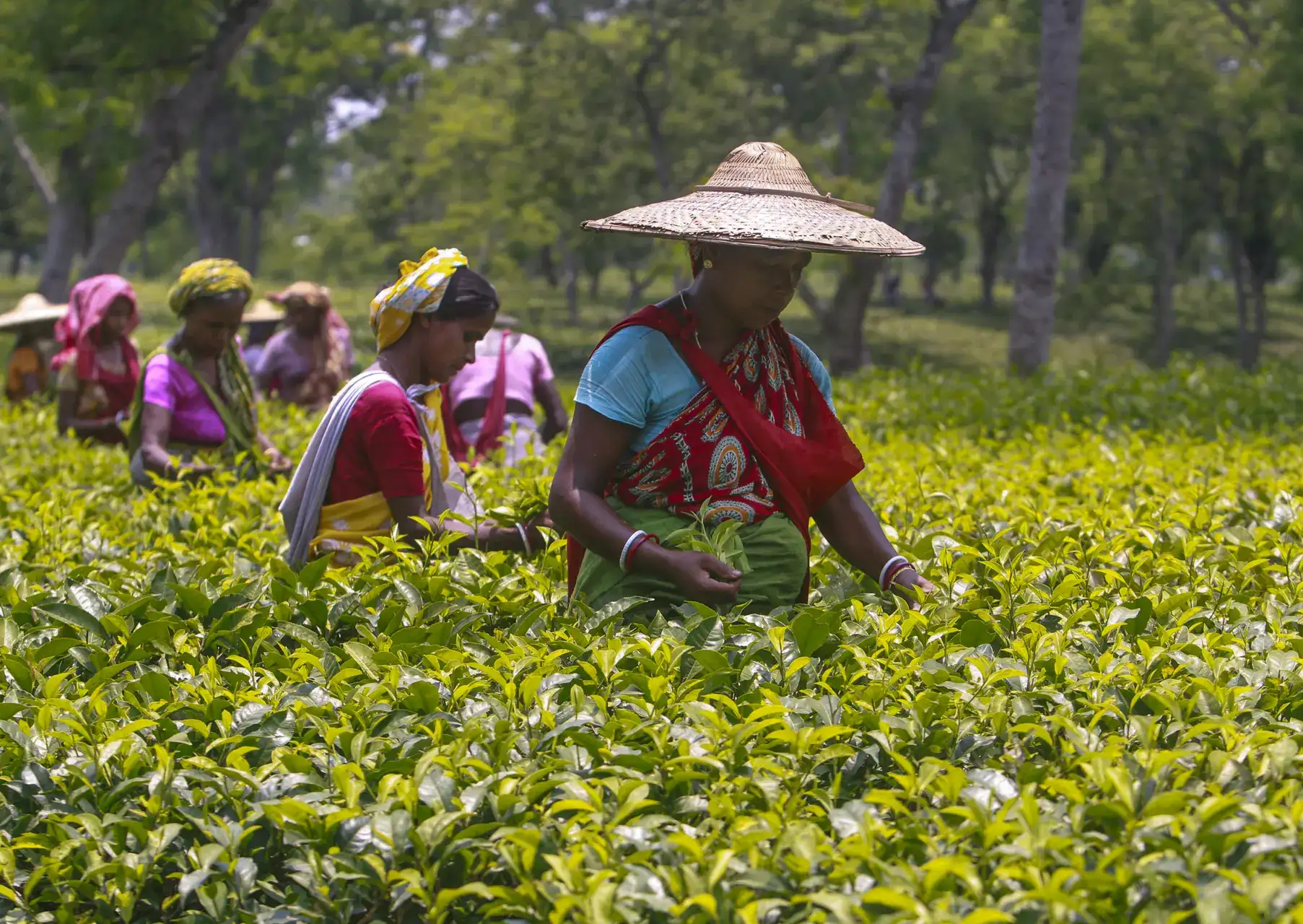 India's tea production dips 9 pc to 133.5 million kg in June