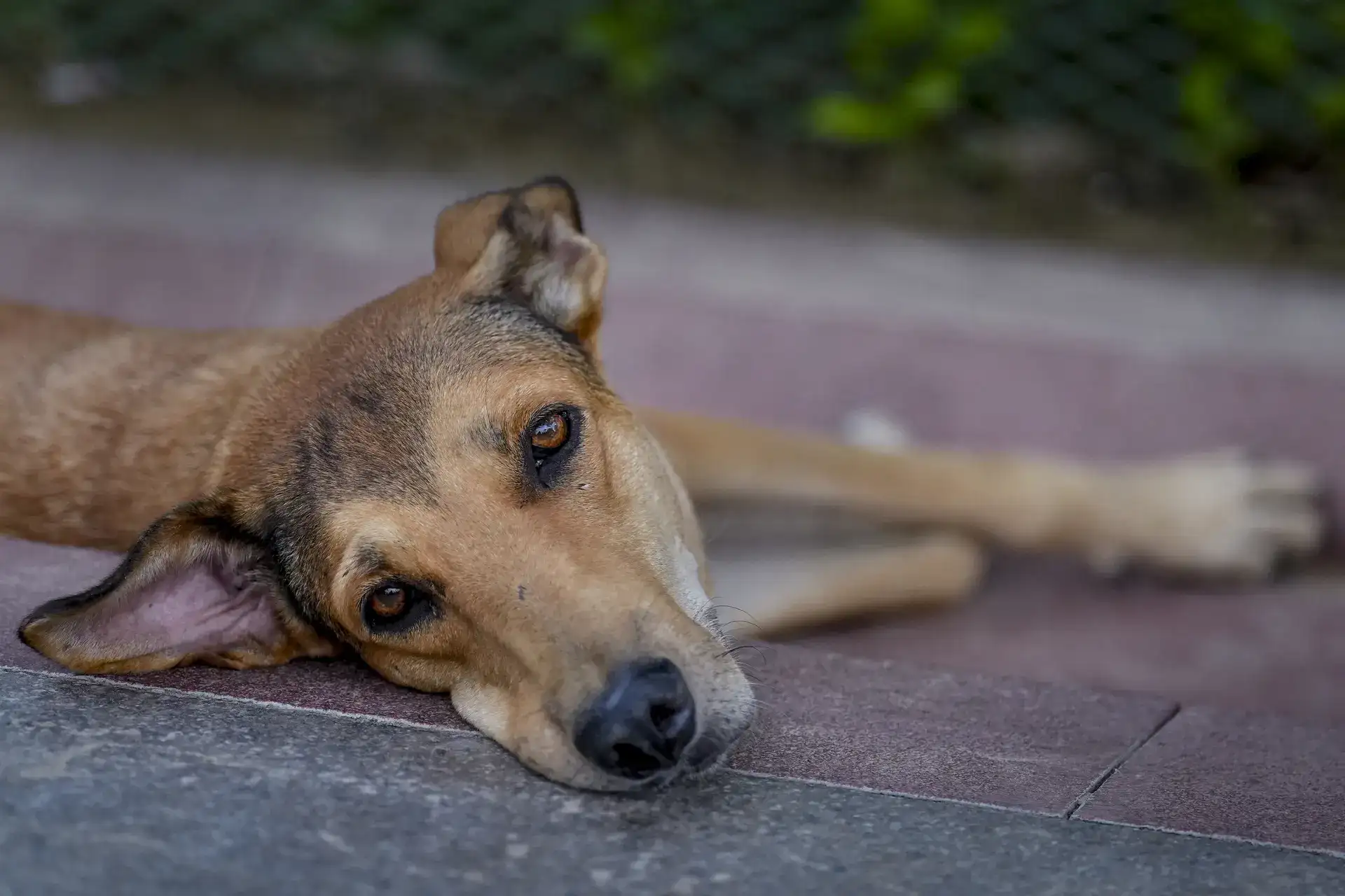 SC reserves order on plea against stray dog relocation, says problem persists due to authorities' inaction