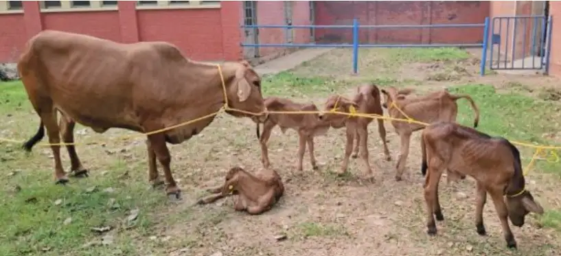 ICAR-IVRI's Sahiwal Breeding Tech Revolutionizes India's Dairy Industry