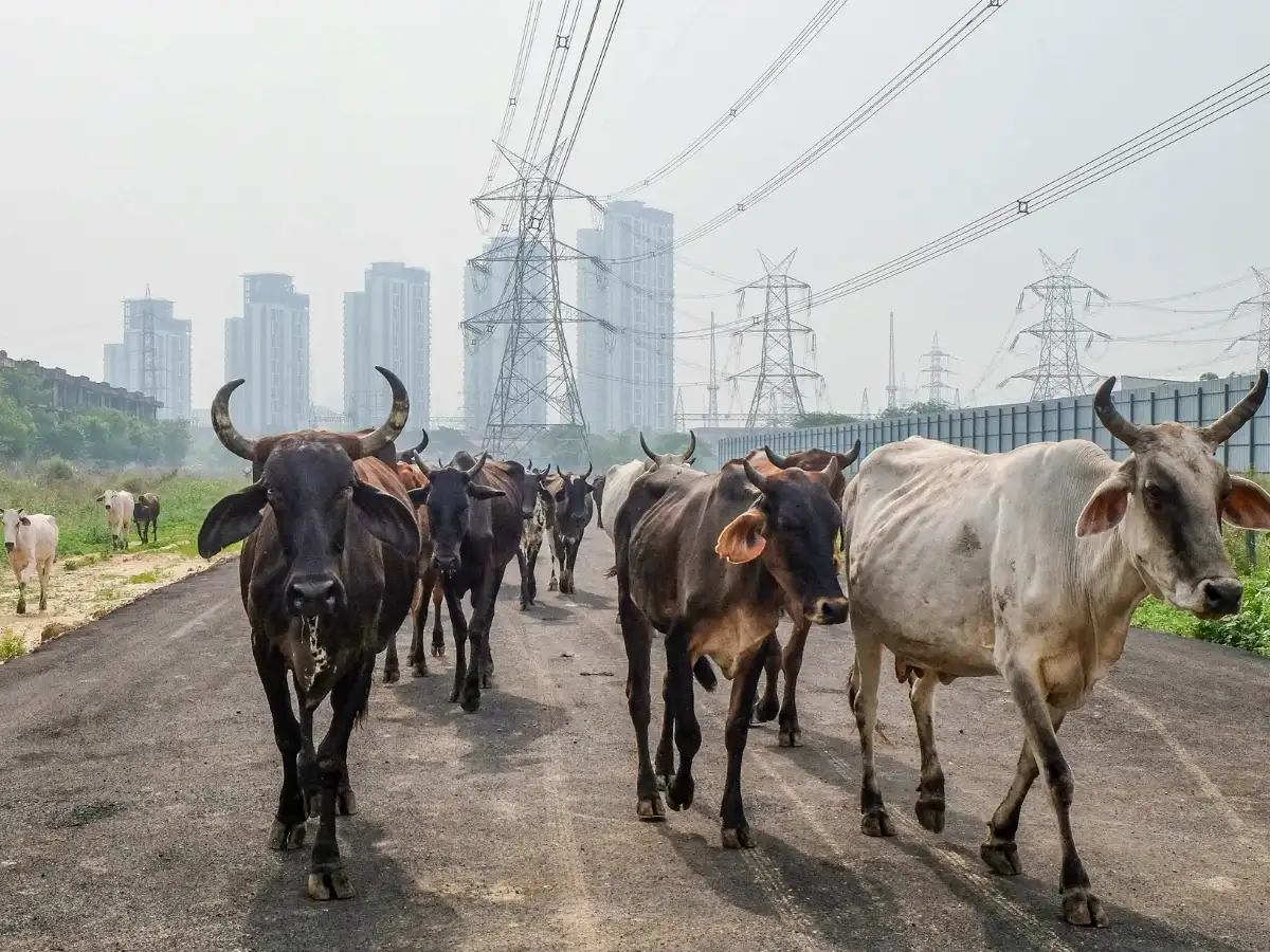 Supreme Court seeks response from Centre, others on plea to prevent cattle intrusion on highways
