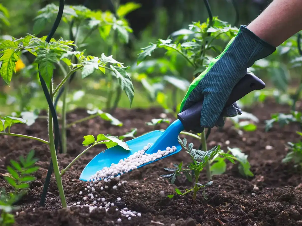 India seeks 2.5 million metric tons of urea amid Middle East supply disruptions