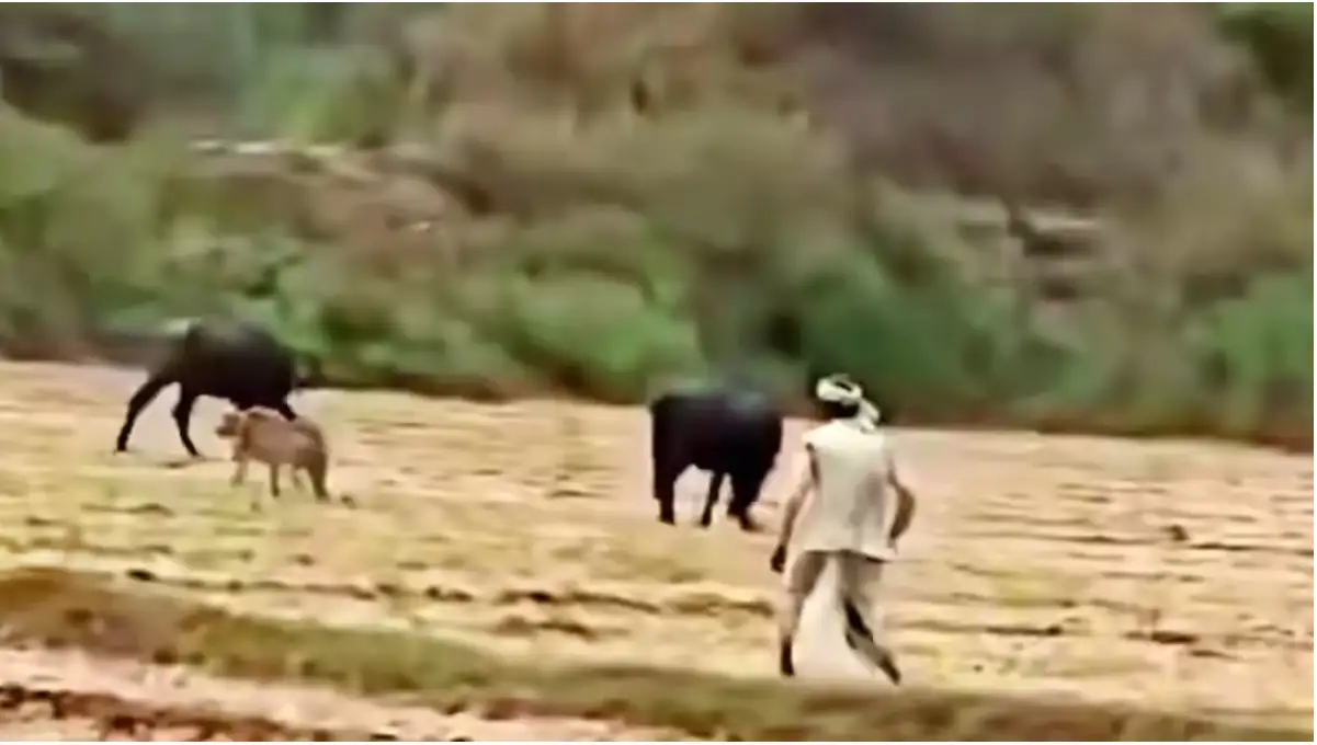 Madhya Pradesh farmer chases away cheetah, forest officials call it sign of adaptation in Kuno landscape