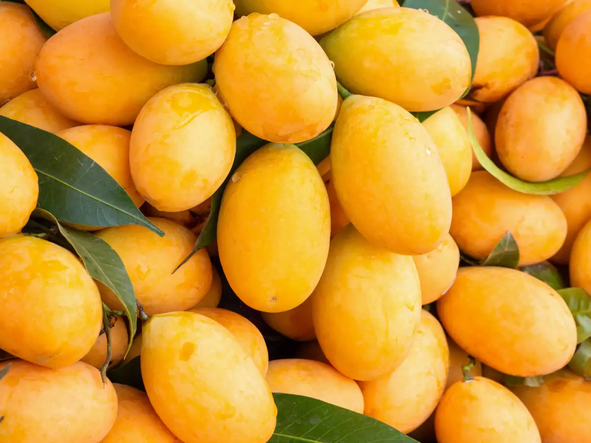 Mango season alert: How to check if your mangoes are naturally or chemically ripened