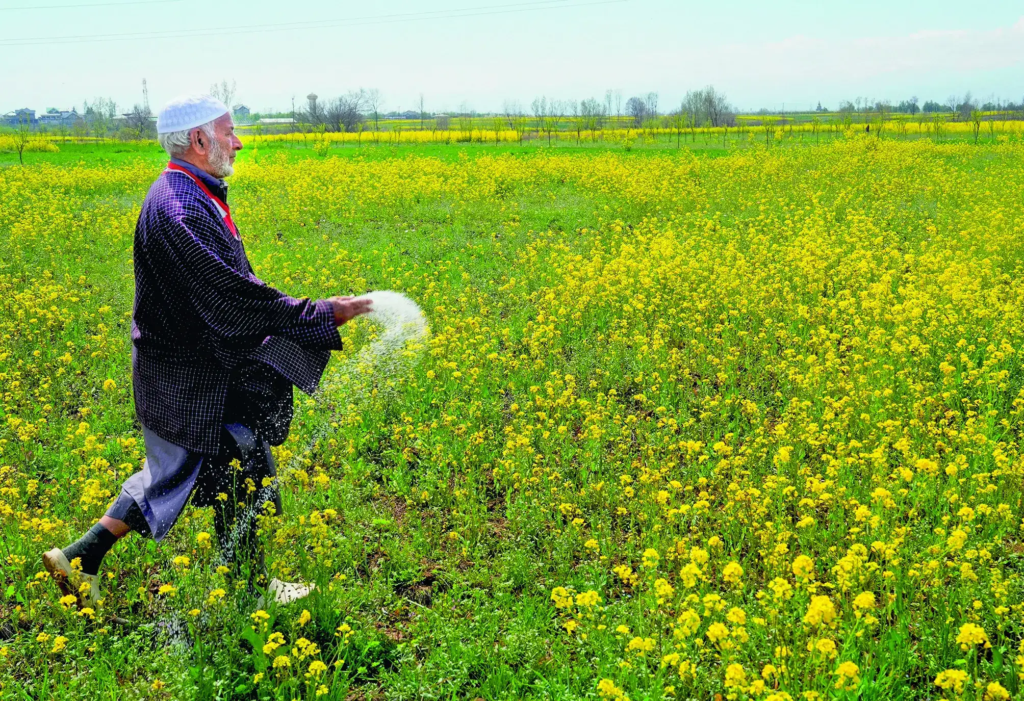 India Plans Global Ammonia Tender to Bolster Fertilizer Supply