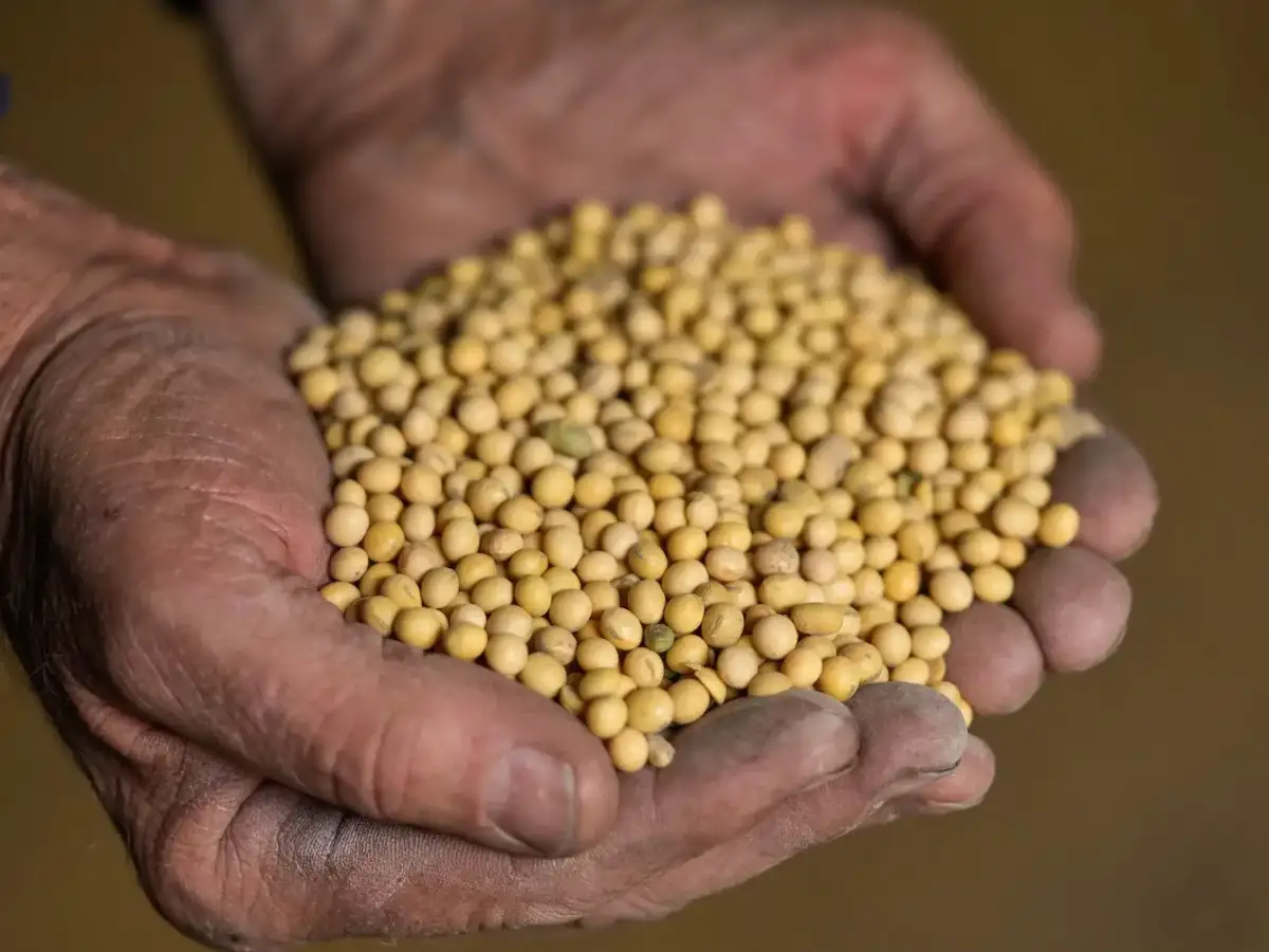 West Asia conflict: India's soybean meal exports fall 63%