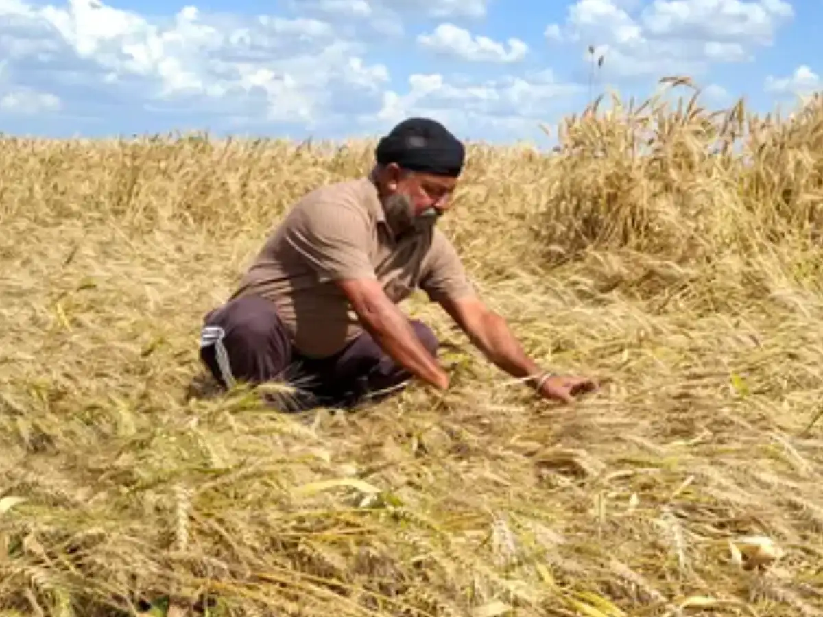 Centre relaxes wheat procurement norms for Punjab to counter rain damage